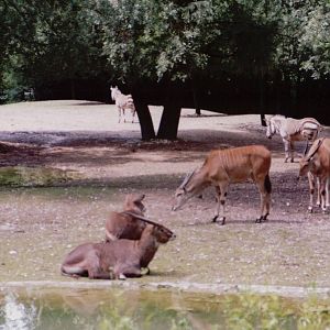 Hellabrunn 1999 - Mountain Zebra, Common Eland and Defassa Waterbuck