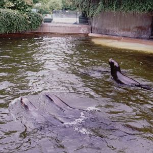 Hellabrunn 1999 - South America Sea Lion