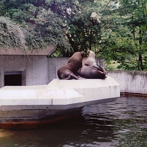 Hellabrunn 1999 - South America Sea Lion
