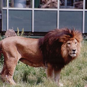 Hellabrunn 1999 - African Lion male