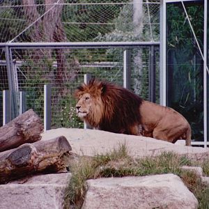 Hellabrunn 1999 - African Lion male