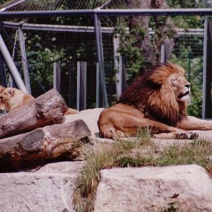Hellabrunn 1999 - African Lions