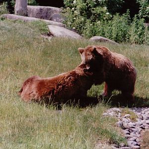 Hellabrunn 1999 - Brown Bears
