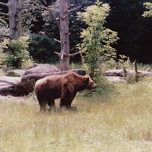 Hellabrunn 1999 - Brown Bear in the great Brown Bear exhibit