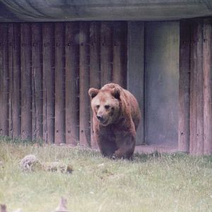 Hellabrunn 1999 - Brown Bear