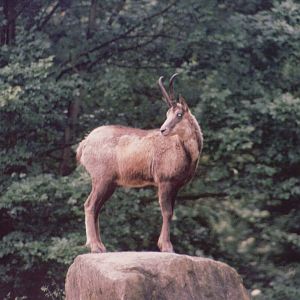 Hellabrunn 1999 - Apennine Chamois