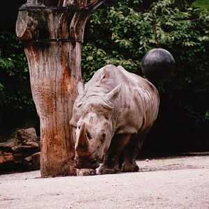 Osnabrück Zoo 2002 - White Rhinoceros