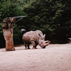 Osnabrück Zoo 2002 - White Rhinoceros exhibit