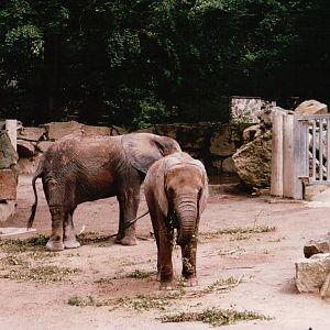 Osnabrück Zoo 2002 - Part of the African Elephant exhibit