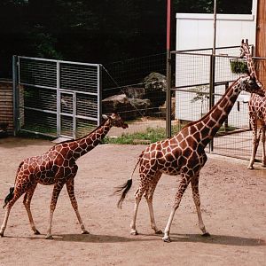 Osnabrück Zoo 2002 - Reticulated Giraffes