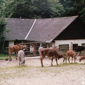 Osnabrück Zoo 2002 - Common Eland, Grants Zebra and Ostrich