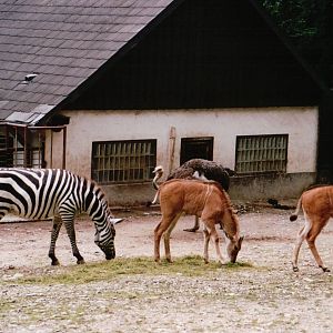 Osnabrück Zoo 2002 - Common Eland, Grants Zebra and Ostrich