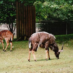 Osnabrück Zoo 2002 - Lowland Nyala