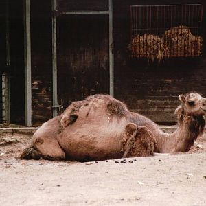 Osnabrück Zoo 2002 - Arabian Camel