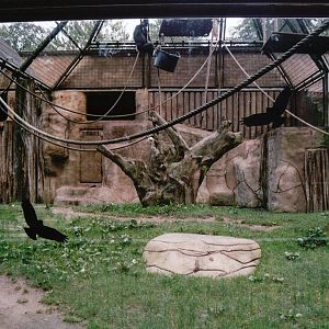 Osnabrück Zoo 2002 - View into the Gorilla exhibit