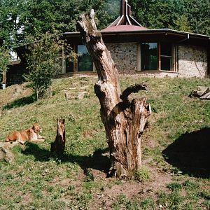 Osnabrück Zoo 2002 - Part of the African Lion exhibit