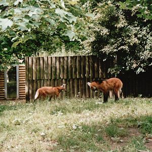 Osnabrück Zoo 2002 - Part of the Maned Wolf exhibit