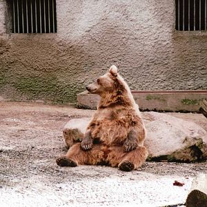 Osnabrück Zoo 2002 - Brown Bear in the mixed bear exhibit