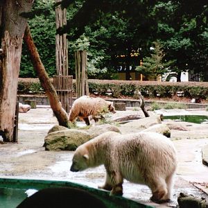 Osnabrück Zoo 2002 - Polar and Brown Bear in the mixed bear exhibit