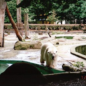 Osnabrück Zoo 2002 - Polar Bear in the mixed bear exhibit
