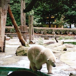 Osnabrück Zoo 2002 - Polar Bear in the mixed bear exhibit
