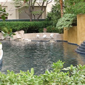 Swan Habitat at Mandalay Bay Hotel and Casino in Las Vegas, Nevada