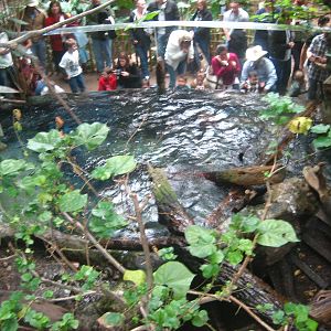 giant river otter enclosure
