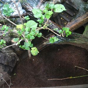 giant river otter burrow area