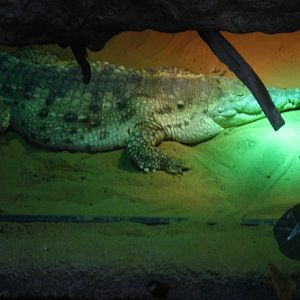 orinoco crocodile nesting room.