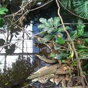 orinoco crocodile enclosure (left half)