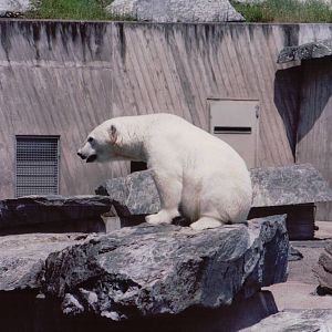 Stuttgart 1999 - Polar Bear