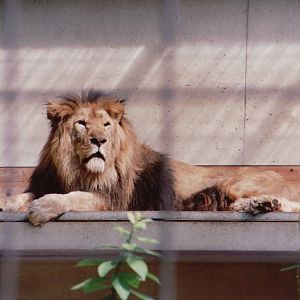 Stuttgart 1999 - African Lion male