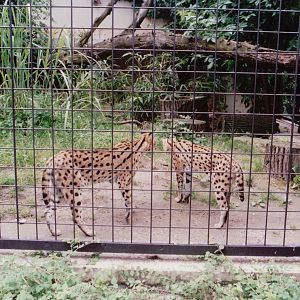 Stuttgart 1999 - Servals
