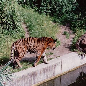 Stuttgart 1999 - Sumatran Tiger