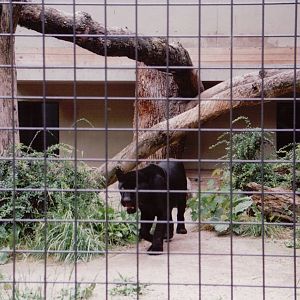 Stuttgart 1999 - Melanistic Jaguar