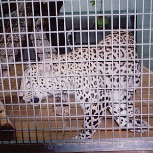 Stuttgart 1999 - North Persian Leopard
