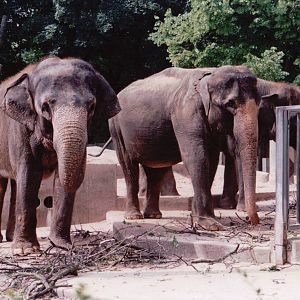 Stuttgart 1999 - Asiatic Elephants