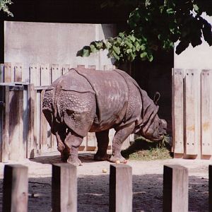 Stuttgart 1999 - Indian Rhinoceros