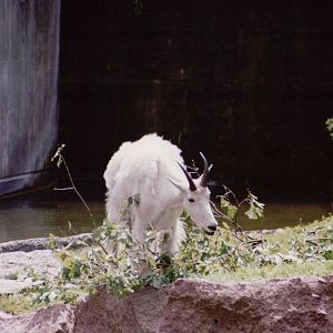 Stuttgart 1999 - Rocky Mountain Goat