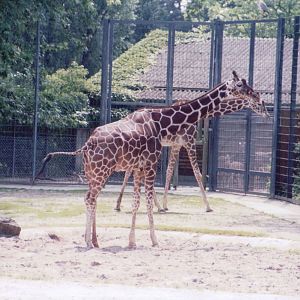 Stuttgart 1999 - Part of the Reticulated Giraffe exhibit