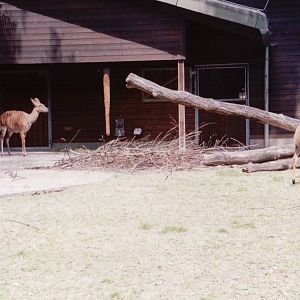 Stuttgart 1999 - Lowland Nyala