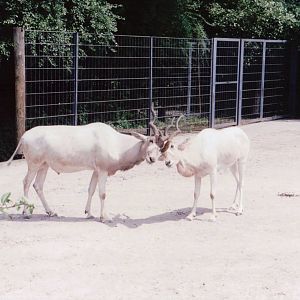 Stuttgart 1999 - Addax