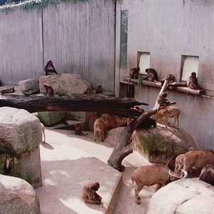Stuttgart 1999 - Gelada Baboon and Barbary Sheep exhibit