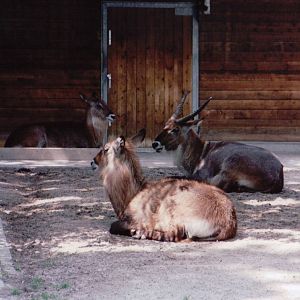 Stuttgart 1999 - Defassa Waterbuck