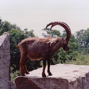 Stuttgart 1999 - Alpine Ibex buck