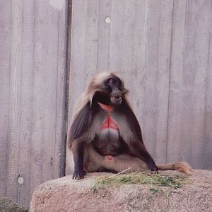 Stuttgart 1999 - Gelada Baboon male