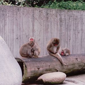 Stuttgart 1999 - Japanese Macaques