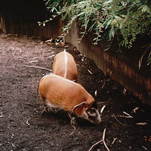 Wuppertal Zoo 2002 - Red River Hogs