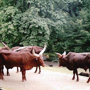 Wuppertal Zoo 2002 - Ankole Cattle