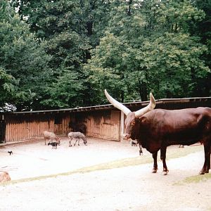 Wuppertal Zoo 2002 - Ankole Cattle, Pigmy Goats and Mules